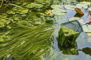 Hogyan győzzük le a fonalalgát a kerti tóban?